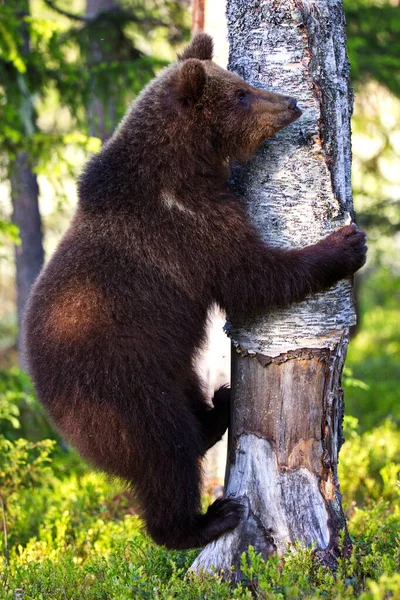 棕熊爬上森林草地上的树 — 图库照片