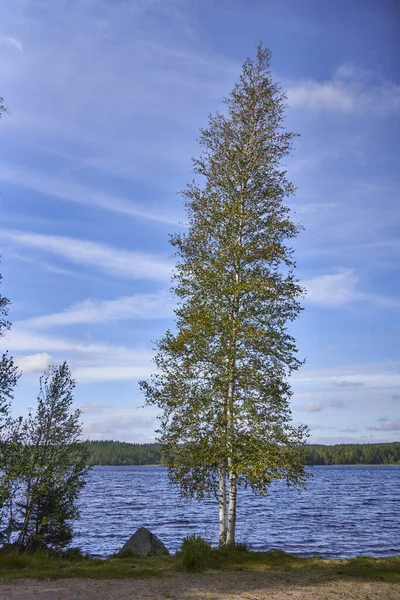 Березове Дерево Молодим Листям Краю Озера Весняний День — стокове фото