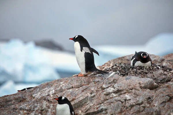 Pinguim Gentoo Praia — Fotografia de Stock