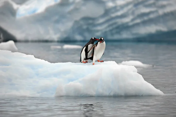 海の中のペンギン — ストック写真