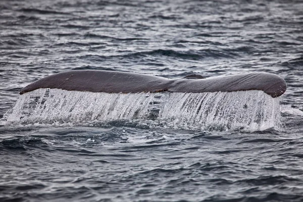 Wieloryb Morzu — Zdjęcie stockowe