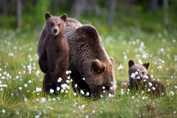 Ursos Castanhos Natureza Selvagem — Fotografia de Stock