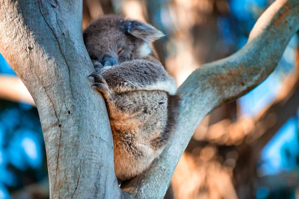 Beautiful Koala Sleeping Eucalyptus Tree Blue Sky — Stockfoto