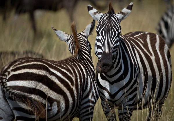 Zebre Ravvicinate Nella Savana Africana — Foto Stock