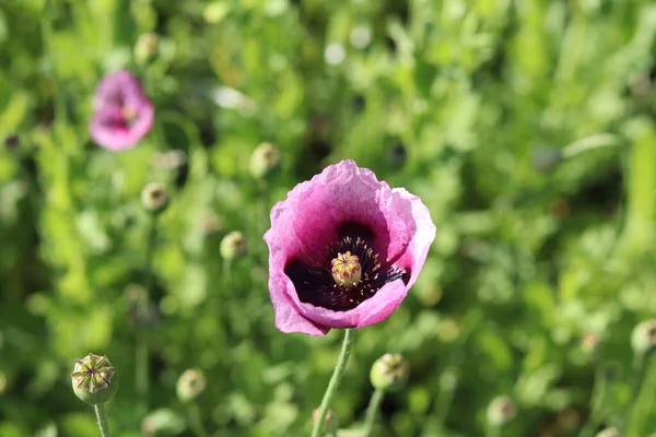 Hermosa Flor Amapola Rosa Jardín — Foto de Stock