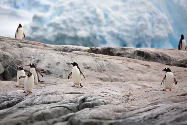 Gentoo Pinguini Sulla Spiaggia — Foto Stock