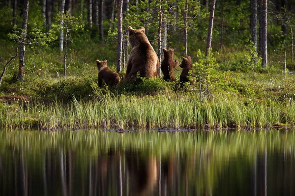 Urso Pardo Floresta — Fotografia de Stock