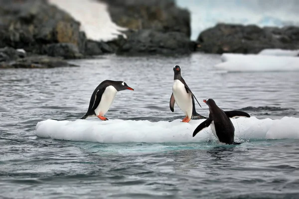 Gentoo Penguins Sea — Stock Photo, Image