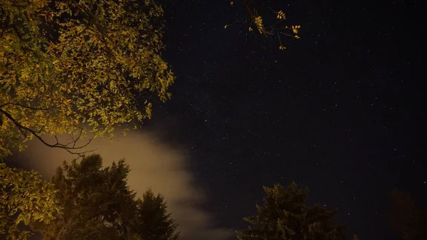 나무가 밤하늘 — 스톡 사진