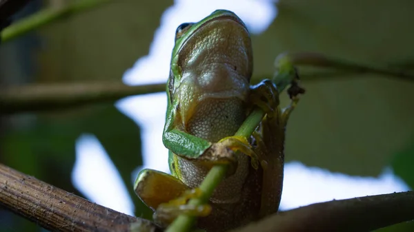 Perto Sapo Verde Ramo — Fotografia de Stock