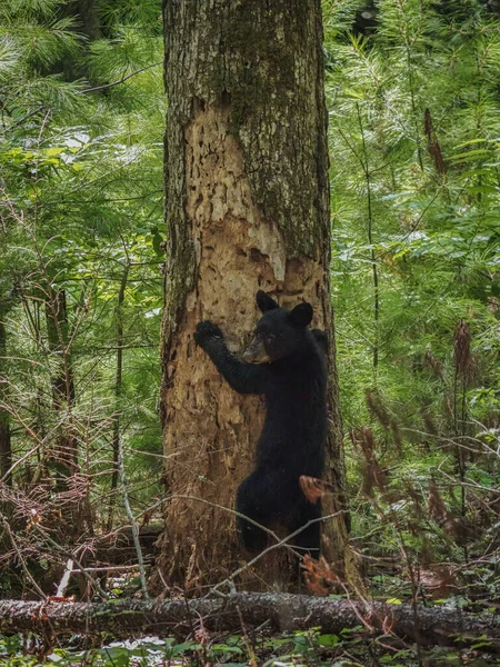 Grande Urso Negro Floresta — Fotografia de Stock