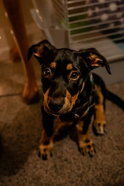 Perro Jardín — Foto de Stock