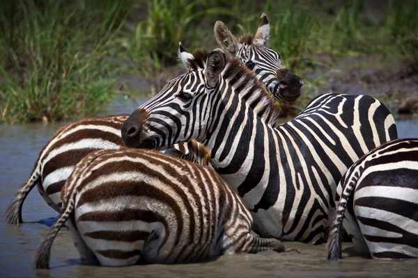 Zebras Freier Wildbahn — Stockfoto