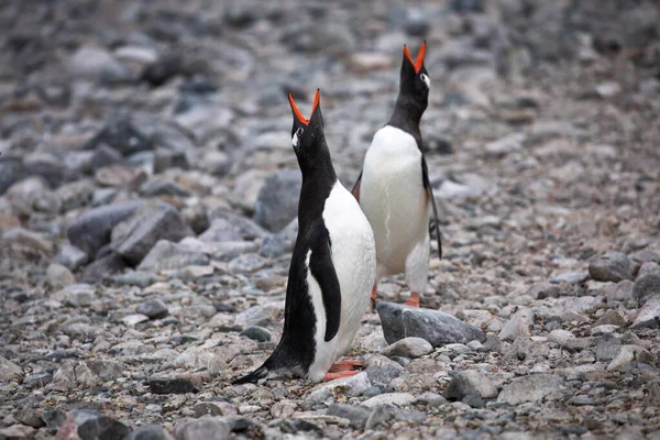 ジェントーペンギンが海岸を歩き — ストック写真