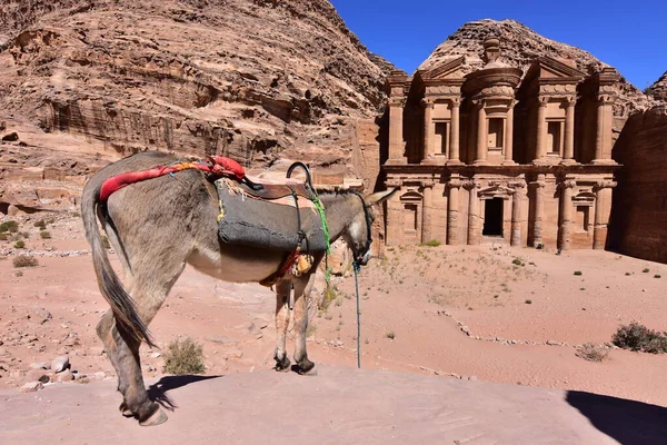 Petra Jordan May 2018 Turistas Visitando Campamento Camellos Desierto Del — Foto de Stock