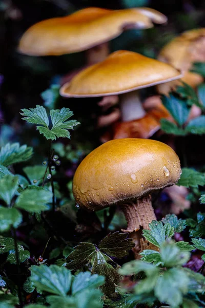 Cogumelos Floresta — Fotografia de Stock