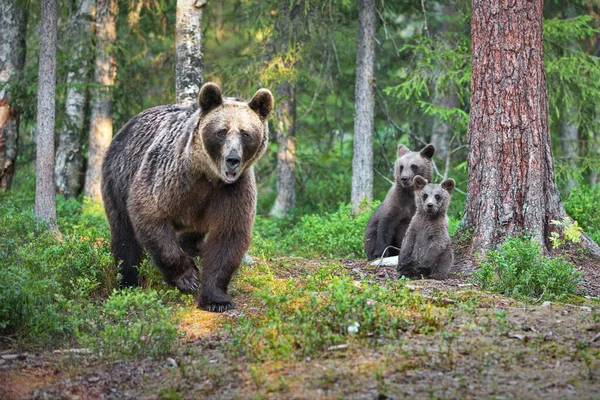 Kahverengi Ayılar Vahşi Doğada — Stok fotoğraf