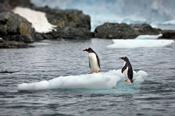 Gentoo Pingvin Havet — Stockfoto