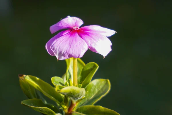 Schöne Blumen Garten — Stockfoto