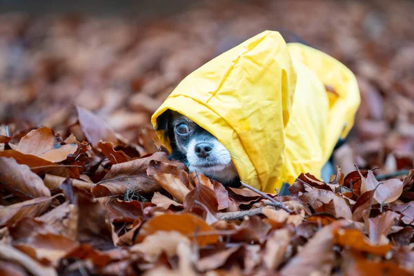 Cão Com Folhas Outono Chão — Fotografia de Stock