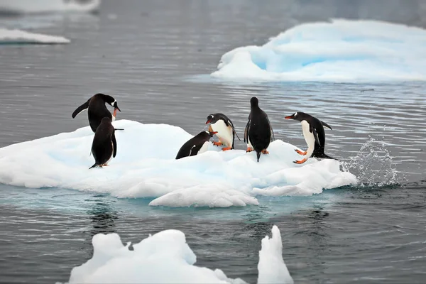 Dois Pinguins Neve — Fotografia de Stock