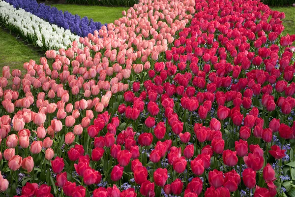 Rangée Tulipes Colorées Dans Jardin Lisse Pays Bas Europe Par — Photo