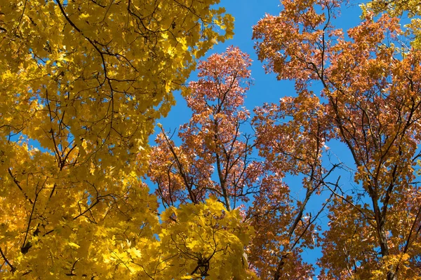 Herfstbladeren Het Bos — Stockfoto