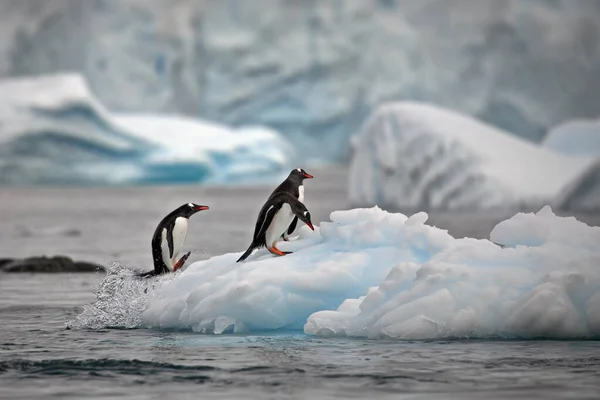 Gentoo Penguin Sea — Stock Photo, Image