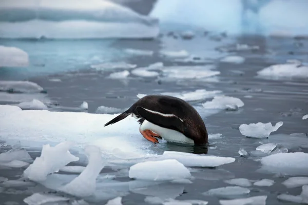 Pingüino Ártico Mar — Foto de Stock
