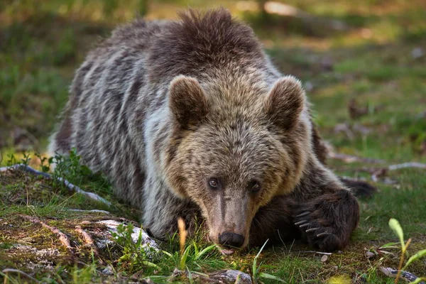 Bruine Beren Wilde Natuur — Stockfoto