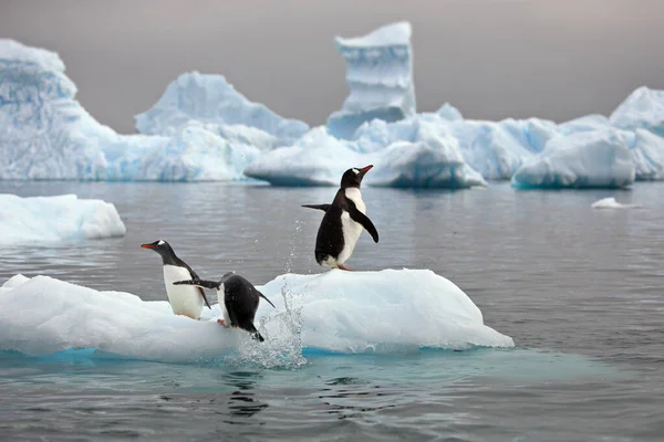 Dois Pinguins Neve — Fotografia de Stock