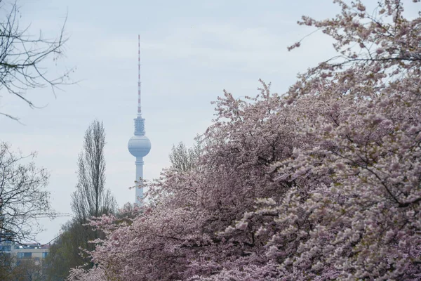 Berlin Tower Blooming Sakura Foreground — 图库照片