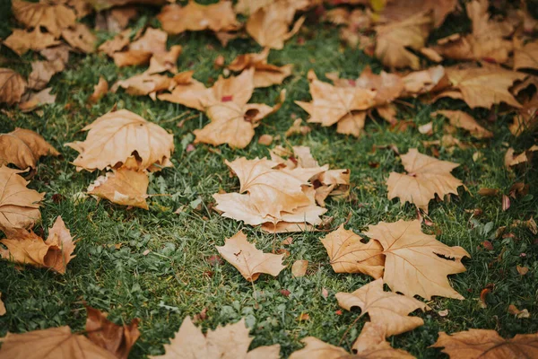 Foglie Autunnali Autunno Stagione Flora — Foto Stock