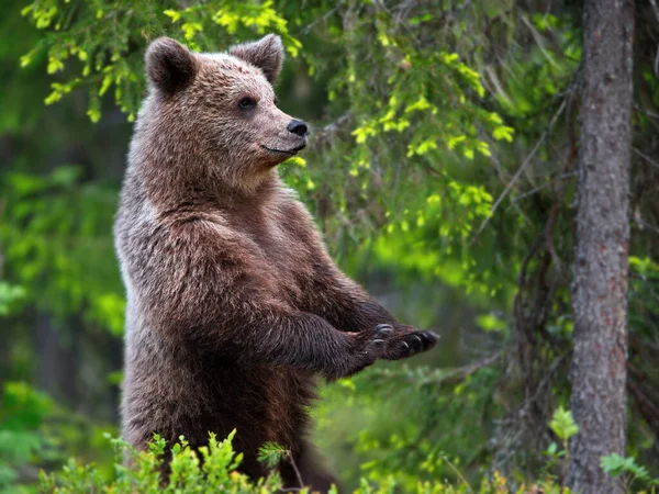 Orso Bruno Natura — Foto Stock