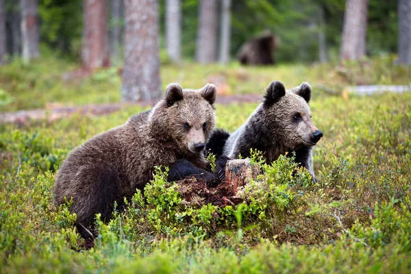 Ours Bruns Sur Prairie Forestière — Photo