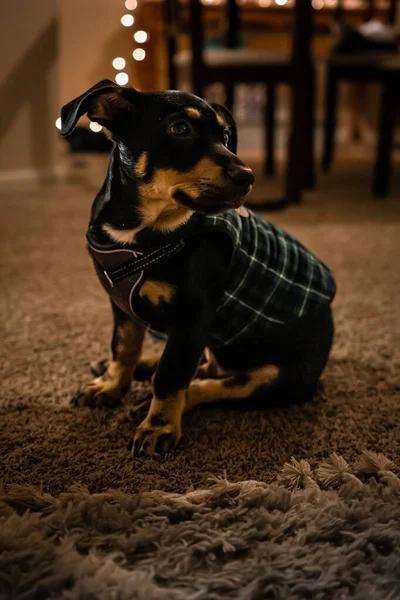 Söt Hund Rummet — Stockfoto