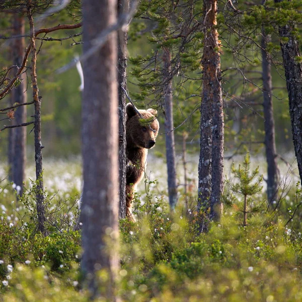 Медведь Гризли Лесу — стоковое фото