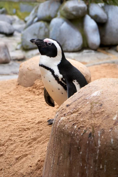 海水浴場にペンギンが一組 — ストック写真