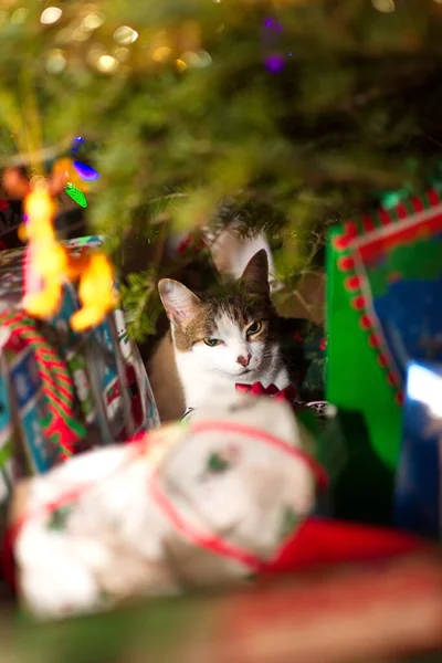 Kočka Vánočním Stromě — Stock fotografie