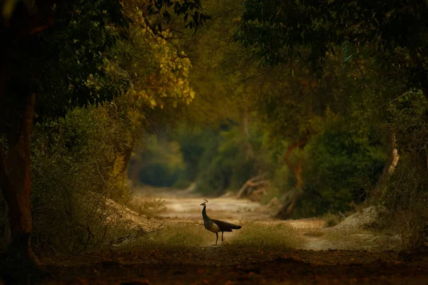 Красивый Снимок Птицы Лесу — стоковое фото