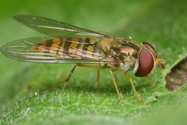 Primo Piano Una Libellula Una Foglia — Foto Stock