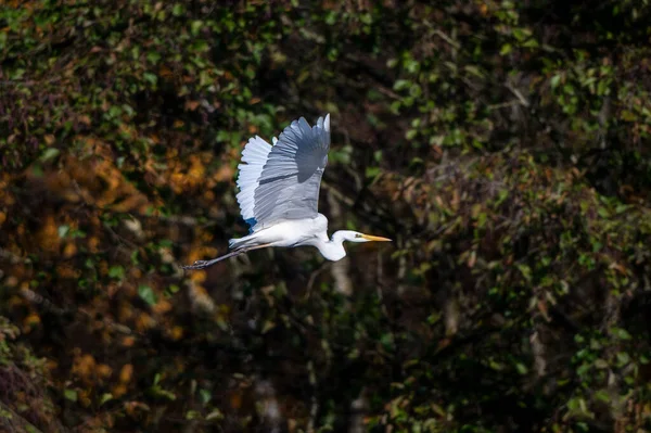 Silberreiher Fliegt Wasser — Stockfoto