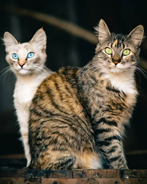 Portret Van Een Schattige Kat — Stockfoto