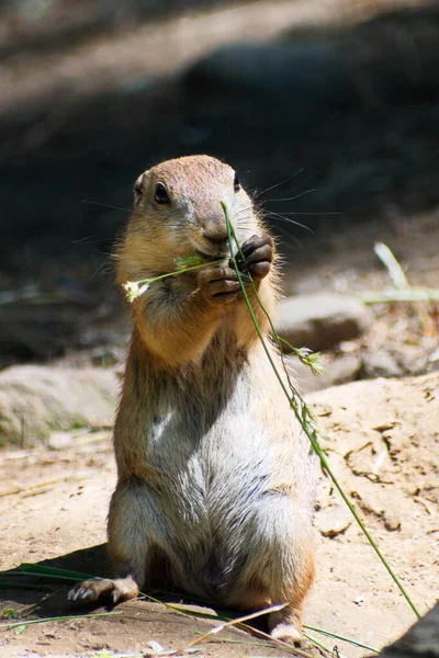 Eine Nahaufnahme Eines Niedlichen Eichhörnchens — Stockfoto