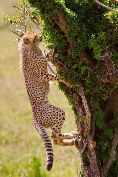 Gepard Der Savanne Von Kenia — Stockfoto
