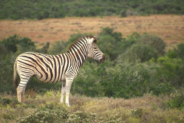 Zebra Der Savanne Von Kenia — Stockfoto