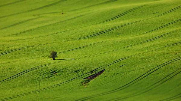 Campo Grama Verde Fazenda — Fotografia de Stock