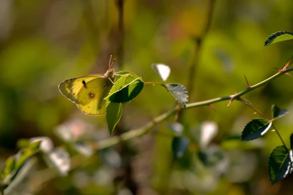 Primer Plano Unas Hermosas Hojas Amarillas Verdes Árbol — Foto de Stock