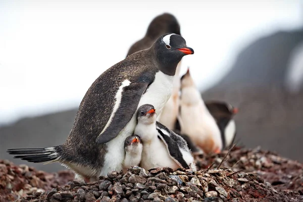 Sahildeki Gentoo Pengueni — Stok fotoğraf