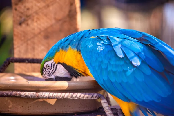 Água Potável Papagaio Azul Amarelo — Fotografia de Stock